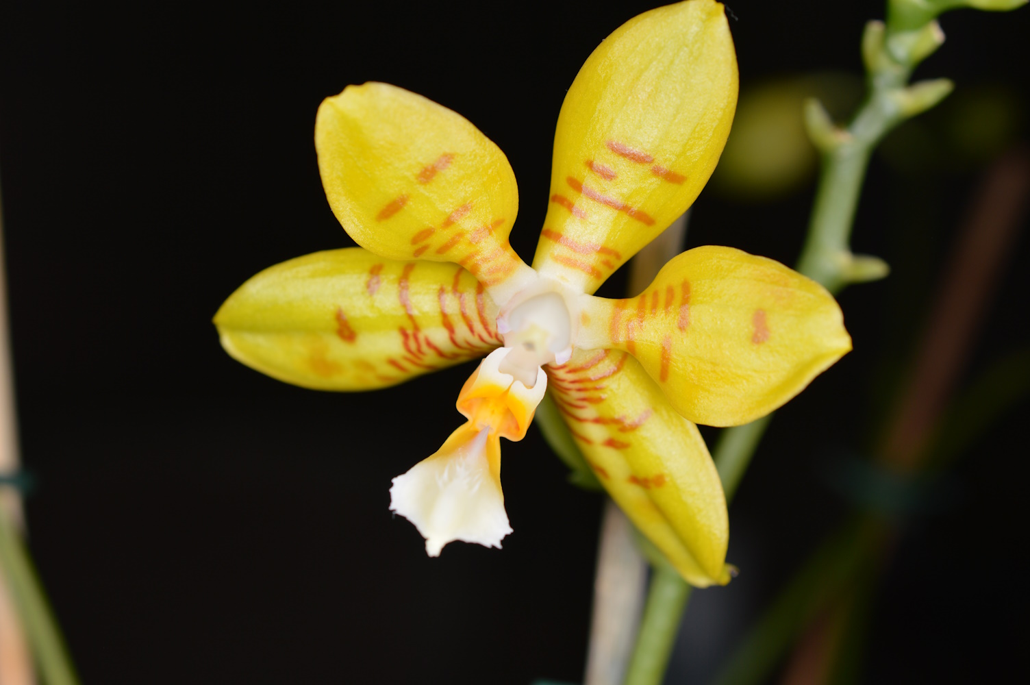 phalaenopsis-barth on orangepiz317